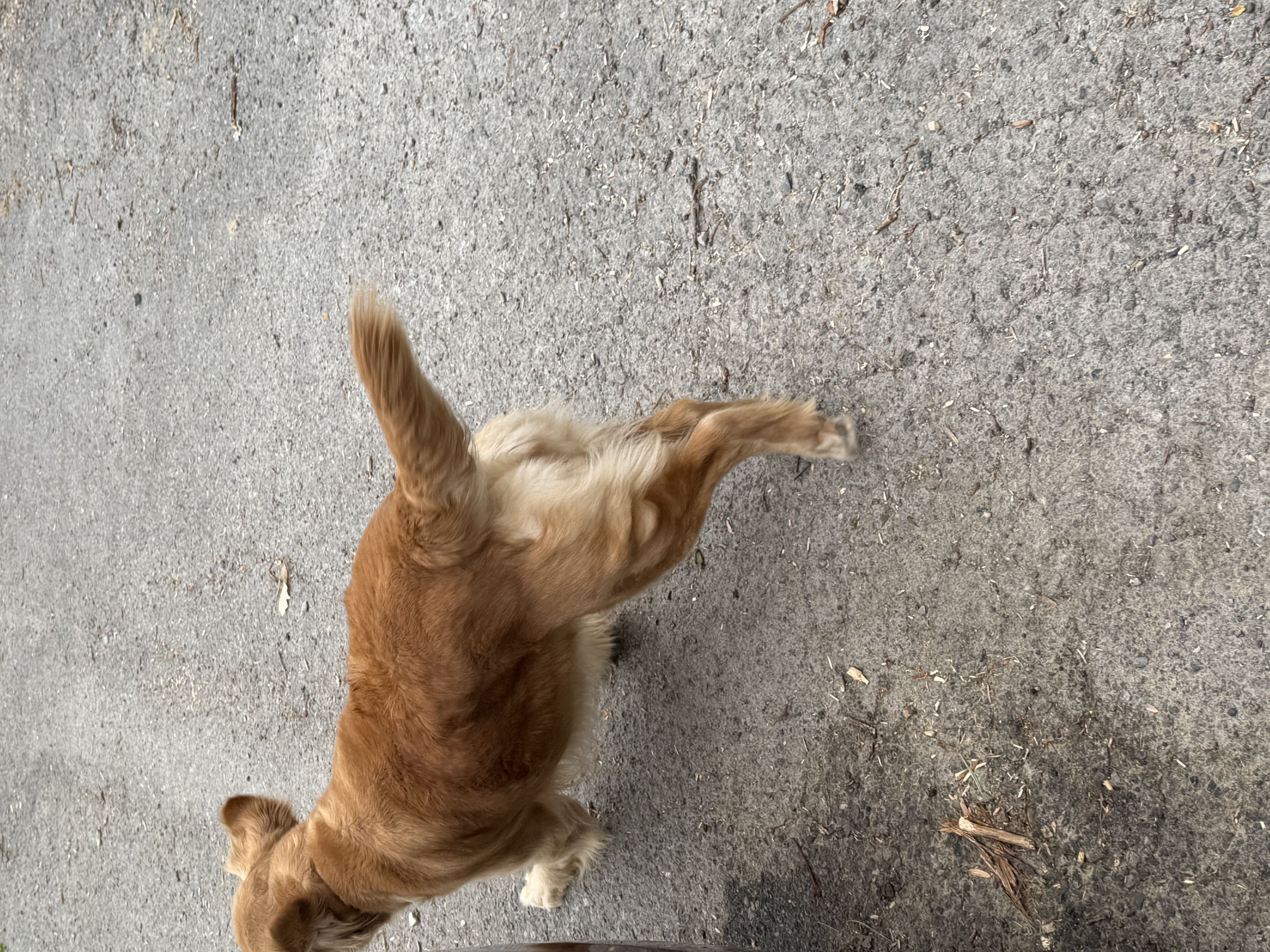 Golden retriever adult