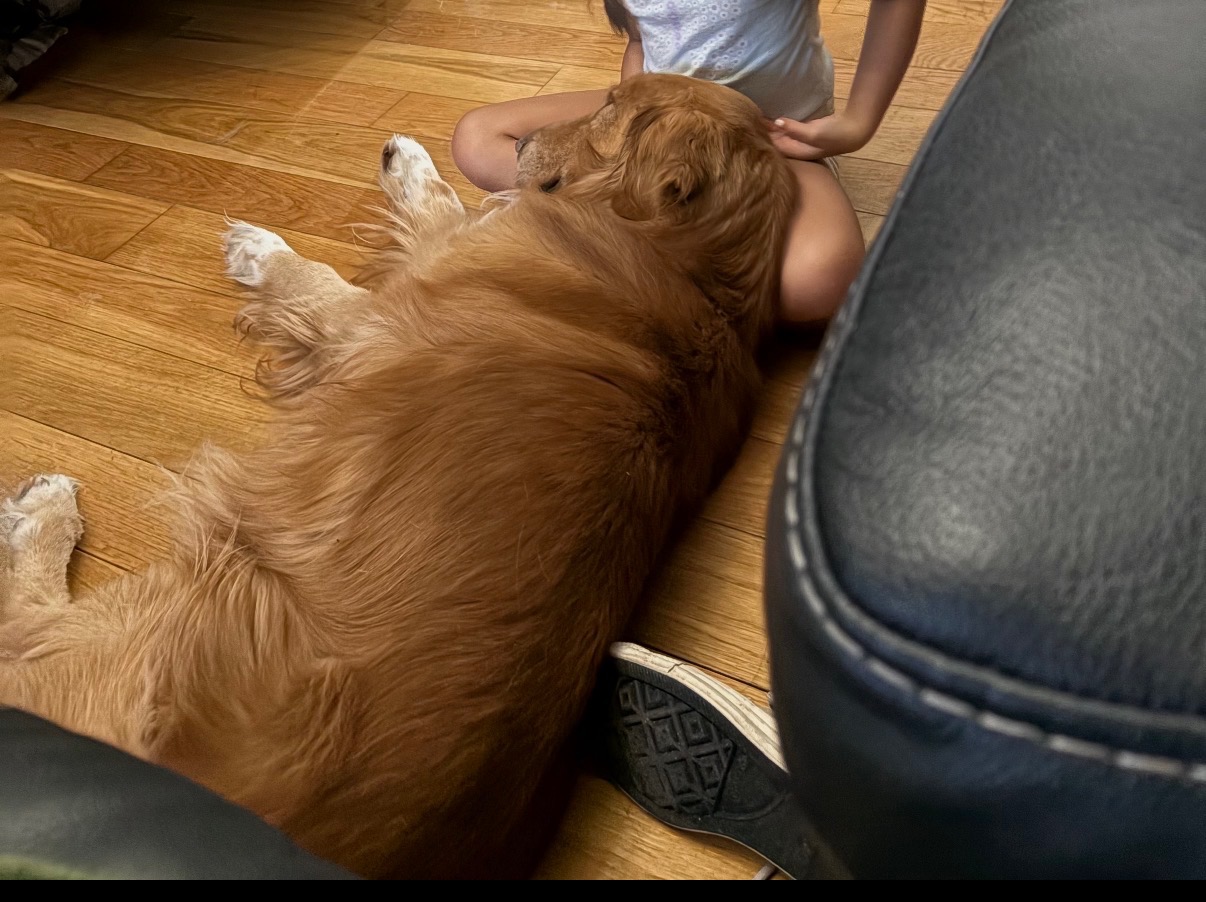 Blue Bones collar golden puppy