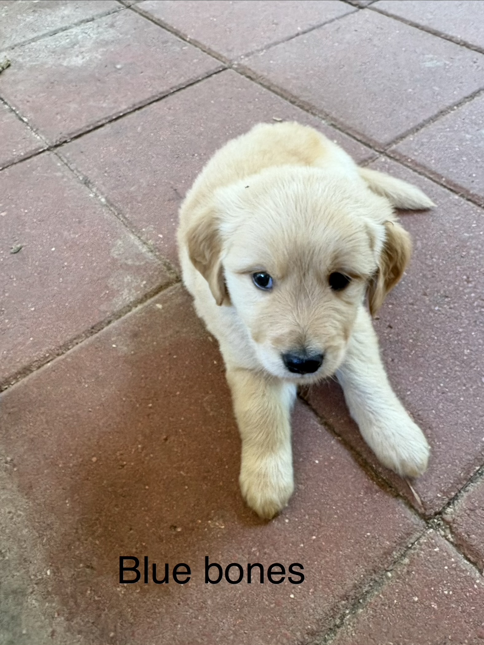 Yellow collar golden puppy