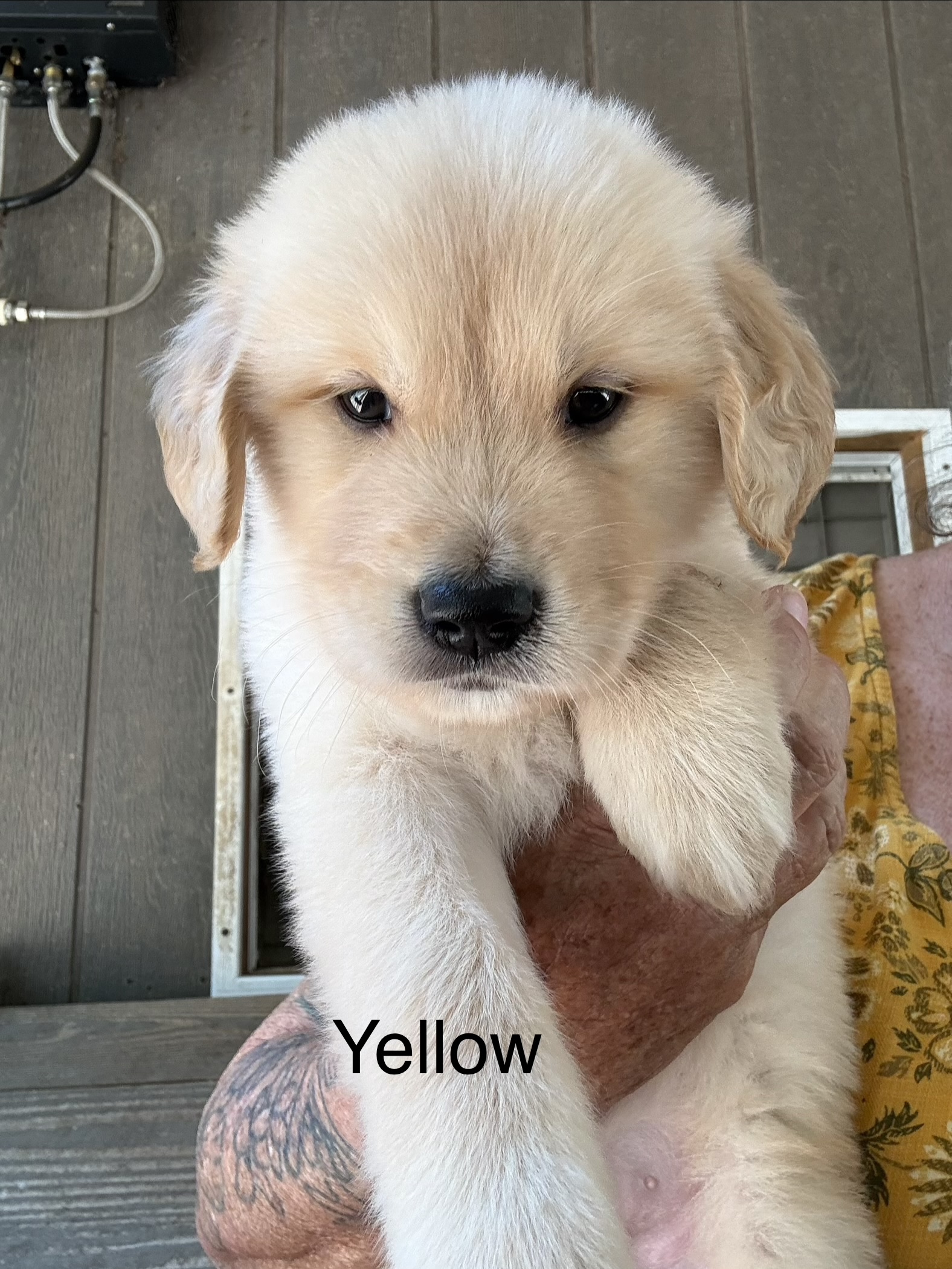 Troy, black bones collar golden puppy