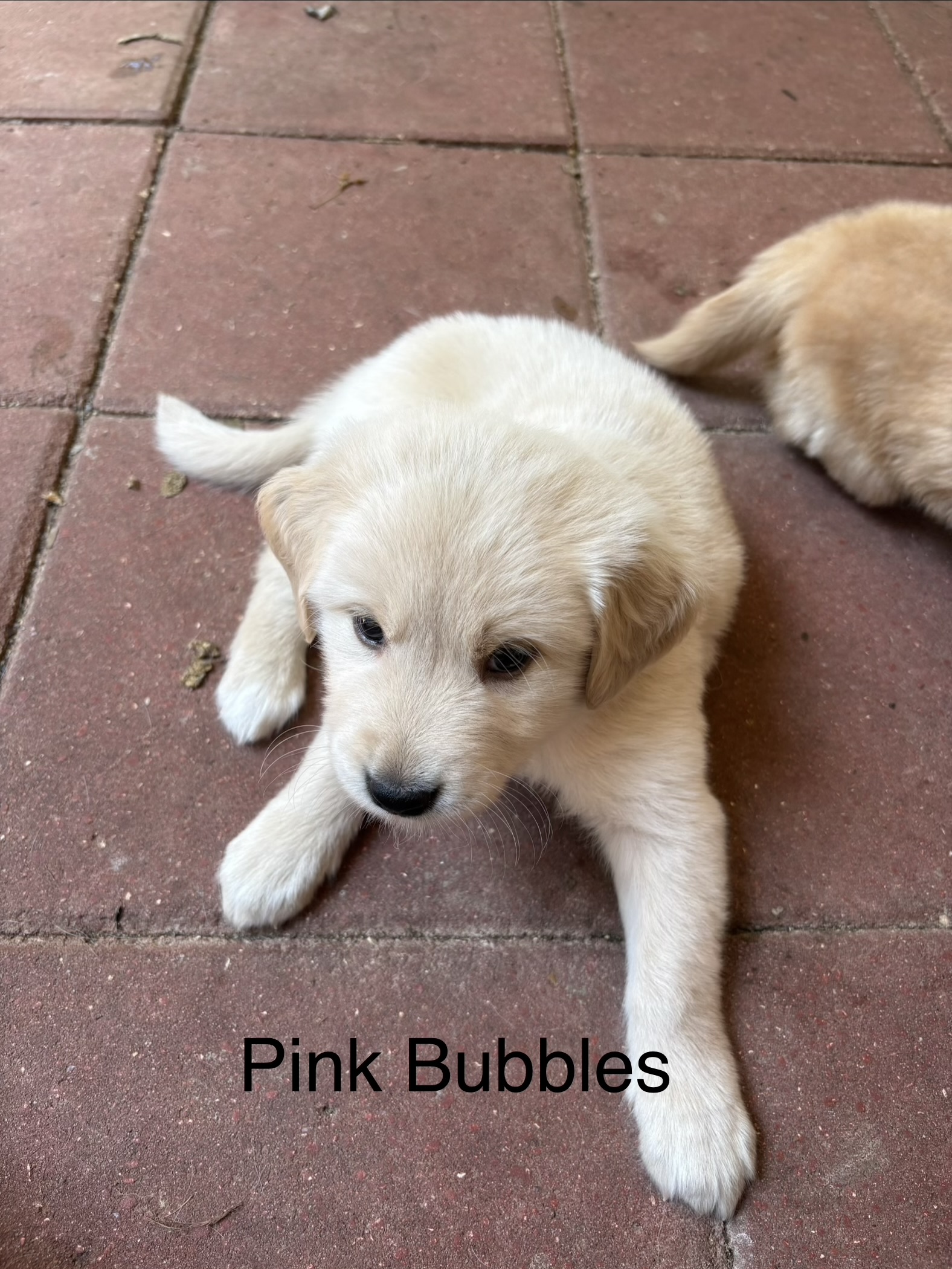 Loki, green collar golden puppy