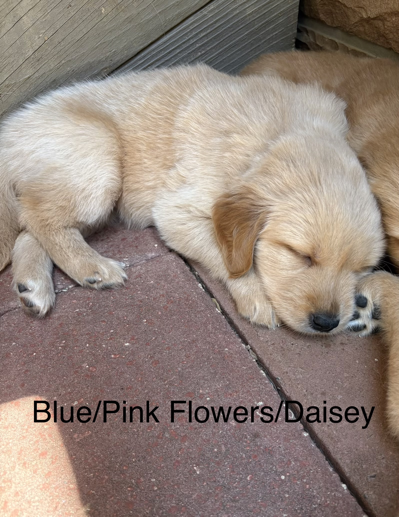 Pink collar golden puppy
