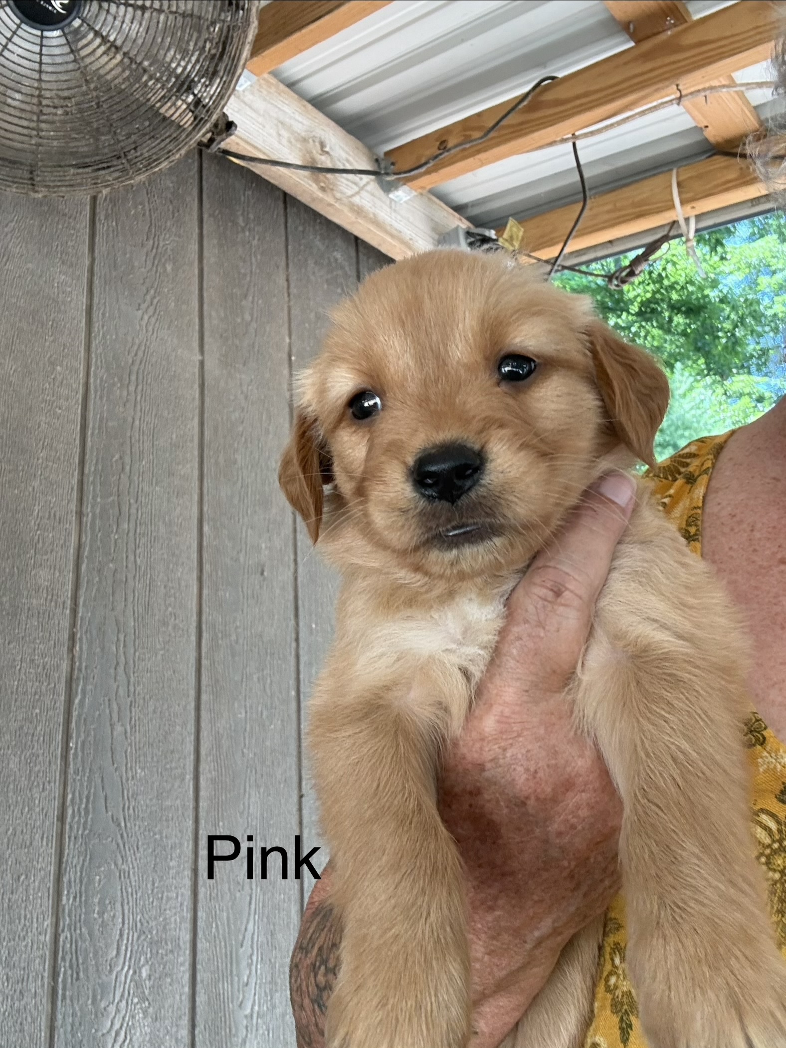 Red Bones collar golden puppy
